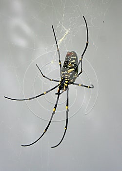 Thai Spider