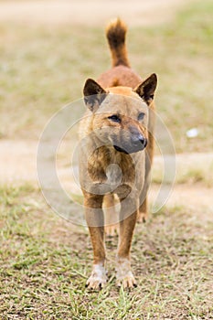 thai stray dog in dry grass