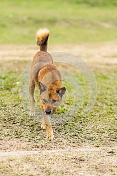 thai stray dog in dry grass