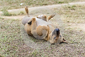 Thai stray dog in dry grass