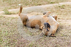 Thai stray dog in dry grass