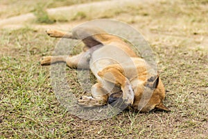 thai stray dog in dry grass