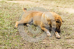 thai stray dog in dry grass