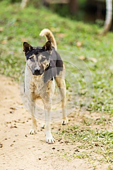 thai stray dog in grass