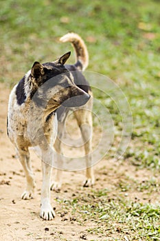 thai stray dog in grass