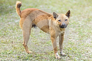 Thai stray dog in grass