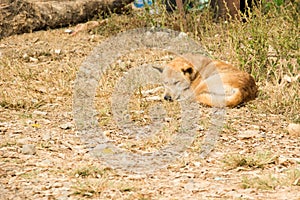 Thai stray dog lying on dirty sandy floor