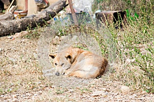 Thai stray dog lying on dirty sandy floor