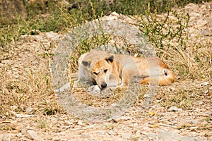 Thai stray dog lying on dirty sandy floor