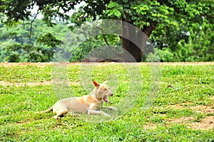 Thai stray dog resting on grass field