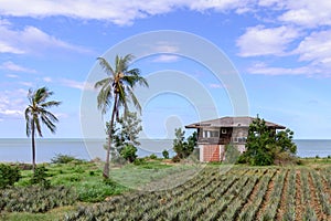 Thai style abandoned house seaside with pineapple field