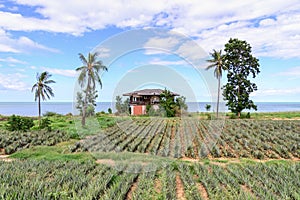 Thai style abandoned house seaside with pineapple field