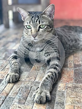 Thai tabby cat is laying on the floor