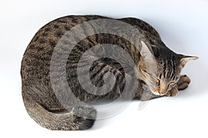 Thai tabby striped cat is sleeping on the floor