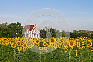 Thai temple in sunflower field