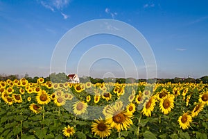 Thai temple in sunflower field