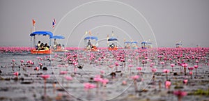 Thai tourist take boat visiting sea of red water lily