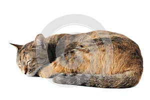 Thai tricolor striped cat is sleeping