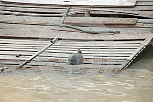 Thai turtle on wood plank beside water.