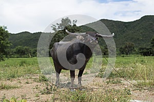 Thai Water Buffalo with beautiful horns posing elegantly