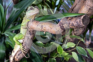 Thai water dragon, Physignathus cocincinus