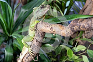 Thai water dragon, Physignathus cocincinus