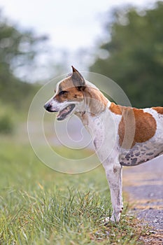 Thai white-brown dog standing on the lawn