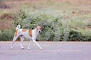 Thai white-brown dog standing on the road