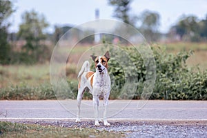 Thai white-brown dog standing on the road