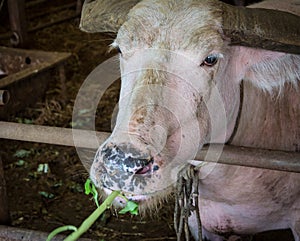 Thai white buffalo eating vegetable