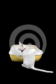 Thai white cat and a litter box