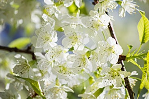 Thai white Cherry Blossom at Doi Inthanon, Chiangmai, Cherry Blossom o