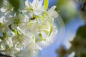 Thai white Cherry Blossom at Doi Inthanon, Chiangmai, Cherry Blossom o