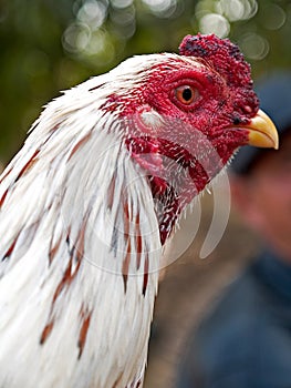 Thai white Chicken with red head