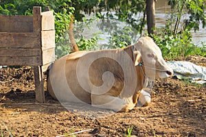 thai white cow, animal mammal