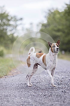 Thai white dog mixed with brown walk in the middle of the road and look faithful pet Popular people often bring