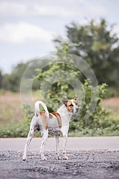 Thai white dog mixed with brown walk in the middle of the road and look faithful pet Popular people often bring