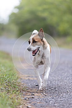 Thai white dog mixed with brown walk in the middle of the road and look faithful pet Popular people often bring.