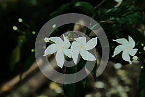 Thai white jasmine flower in the garden, closeup flower photo
