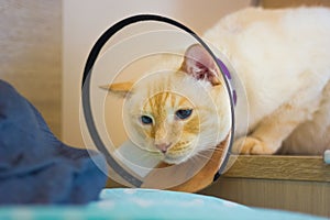 Thai white with red marks cat wearing cone on collar