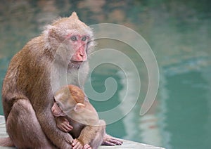 Thai wild red face mommy and baby monkey sitting near the river