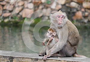 Thai wild red face mommy and baby monkey sitting near the river.