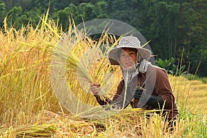 Thai woman farmer in the paddy rice field