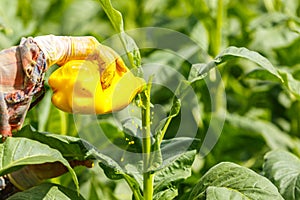 Thai woman put Insecticide and fertilizer in tobacco plant