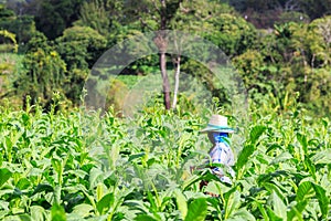 Thai woman put Insecticide and fertilizer in tobacco plant