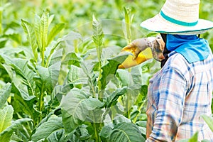Thai woman put Insecticide and fertilizer in tobacco plant