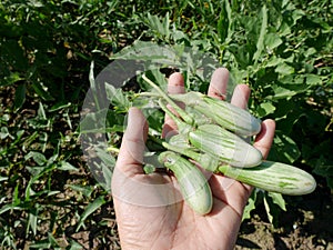 Thai women harvest agriculture thai eggplant at grow plant crops