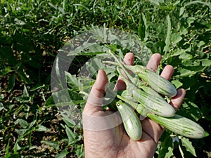 Thai women harvest agriculture thai eggplant at grow plant crops at garden