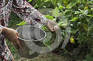 Thai women harvest agriculture yellow thai eggplant on tree
