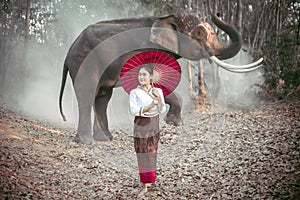 Thai women in national costumes Standing, holding a red umbrella and posing for a photo shoot with a Thai elephant In Surin,